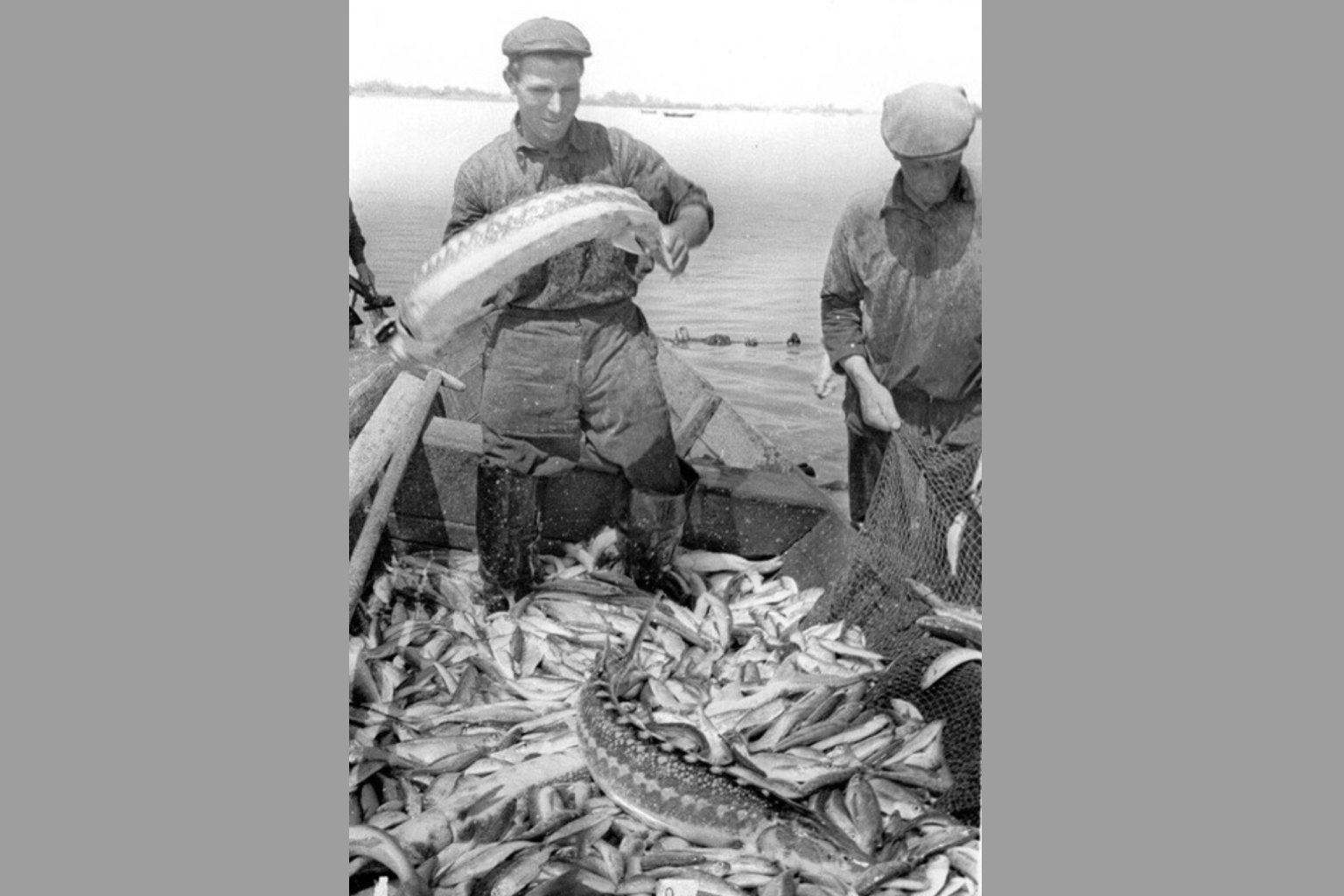 Азовский рыбный завод. История предприятия
