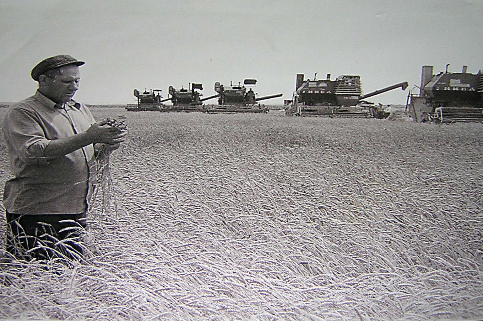 Механизированное звено бригады Канивца на уборке урожая. Ф.Я. Канивец проверяет степень созревания зерна