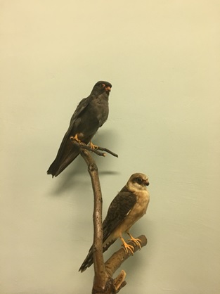 Кобчик Falco vespertinus. Самец и самка. Из фондовой коллекции «Природа» Прилетают на территорию Приазовья весной, в апреле-мае