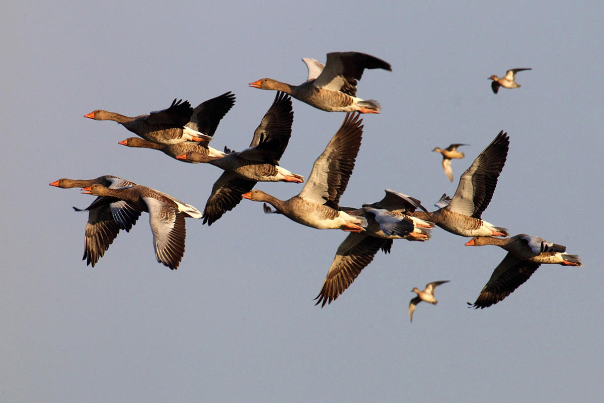 Всемирный день мигрирующих птиц