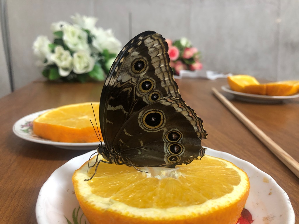 Удивительный мир тропических бабочек в Азовском музее-заповеднике