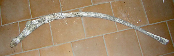 Левое ребро costa sin средней части грудного отдела скелета самки трогонтериевого мамонта Mammuthus trogontherii из раскопа 1999 г.