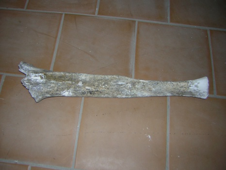 Остистый отросток грудного позвонка скелета самки трогонтериевого мамонта Mammuthus trogontherii из раскопа 1999 г.