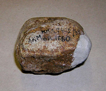 II-я фаланга III-го пальца задней левой стопы динотерия ph II, dig III post sin Deinotherium giganteum Kaup.