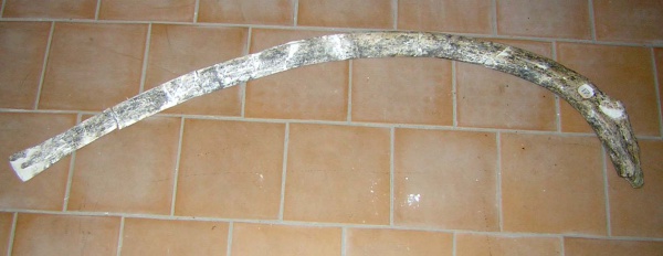 Левое ребро costa sin средней части грудного отдела скелета самки трогонтериевого мамонта Mammuthus trogontherii из раскопа 1999 г.