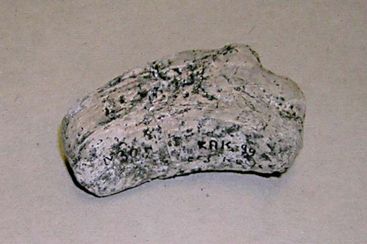 Сезамовидная кость скелета трогонтериевого мамонта Mammuthus trogontherii.