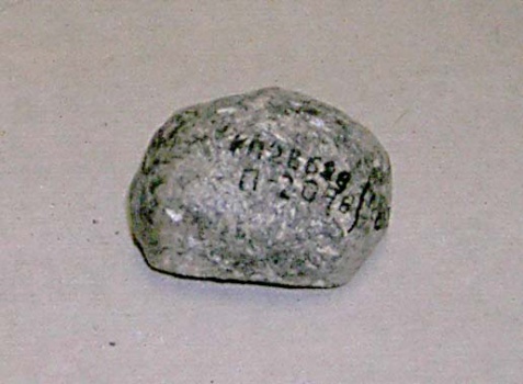 Сезамовидная кость скелета трогонтериевого мамонта Mammuthus trogontherii.