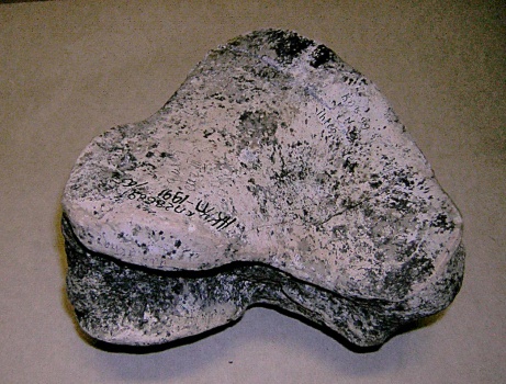 Правая полулунная кость os intermedium dex скелета самки трогонтериевого мамонта Mammuthus trogontherii из раскопа 1999 г.