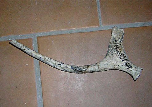 Гиоид левой стороны (вилочка) stylo hyoideum sin скелета самки трогонтериевого мамонта Mammuthus trogontherii из раскопа 1999 г.