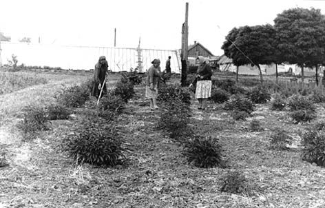 Фото. Члены общества охраны природы треста зеленого хозяйства г. Азова за посадкой цветов.