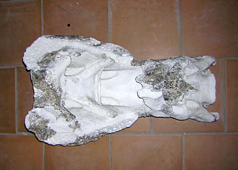 Крестец sacrum скелета самки трогонтериевого мамонта Mammuthus trogontherii из раскопа 1999 г.