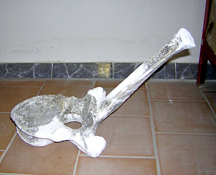 Позвонок середины грудного отдела позвоночного столба скелета самки трогонтериевого мамонта Mammuthus trogontherii из раскопа 1999 г.