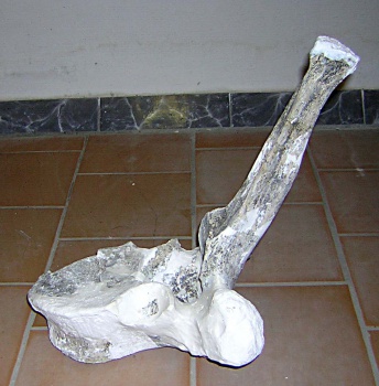 Позвонок грудного отдела позвоночного столба скелета самки трогонтериевого мамонта Mammuthus trogontherii из раскопа 1999 г.