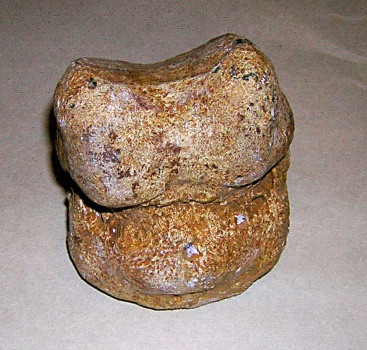 I-я фаланга III-го пальца задней левой стопы динотерия ph I III dig post sin Deinotherium giganteum Kaup.