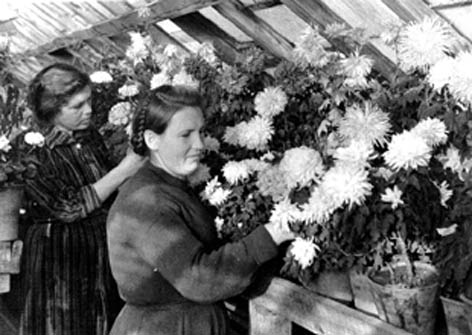 Фото. Хризантемы в оранжерее Азовского оптико-механического завода.