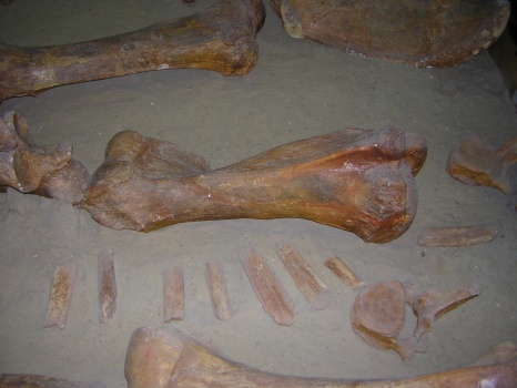 Правая плечевая кость (os humerus dex) динотерия Deinotherium giganteum Kaup.