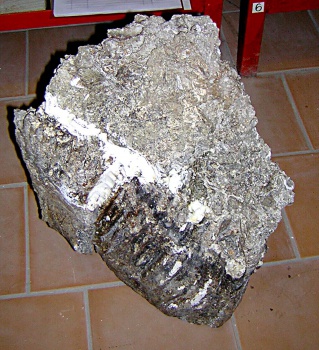 Левый верхний третий постоянный коренной зуб М3 sin скелета самки трогонтериевого мамонта Mammuthus trogontherii.