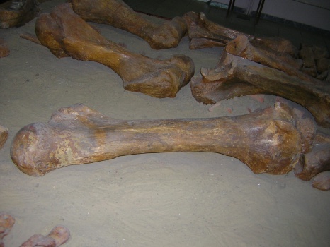 Левая бедренная кость femur sin динотерия Deinotherium giganteum Kaup.