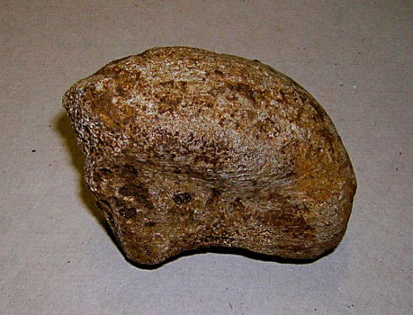 Сезамовидная кость динотерия Deinotherium giganteum Kaup.