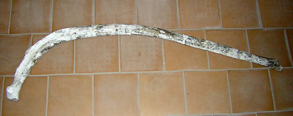 Левое ребро costa sin передней части грудного отдела скелета самки трогонтериевого мамонта Mammuthus trogontherii из раскопа 1999 г.