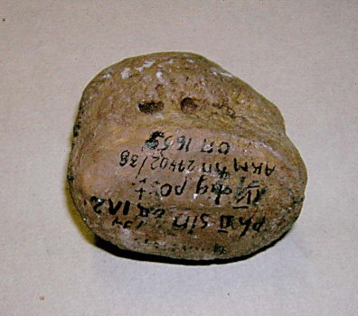 II-я фаланга IV-го пальца задней левой стопы динотерия ph II, dig IV post sin Deinotherium giganteum Kaup.