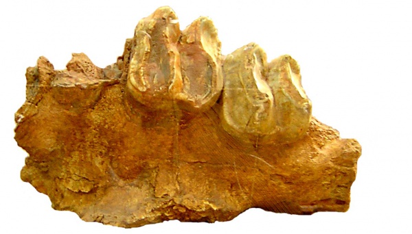 Левая верхнечелюстная кость с зубами М2 и М3, и альвеолами М4 (большой фр-т) и премоляра (малый фр-т) динотерия Deinotherium giganteum Kaup.