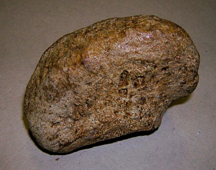 Сезамовидная кость динотерия Deinotherium giganteum Kaup.