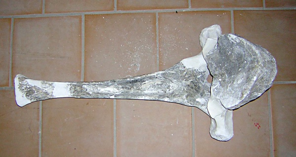 Грудной (V ?) позвонок vertebra thoracalis (V ?) скелета самки трогонтериевого мамонта Mammuthus trogontherii из раскопа 1999 г.