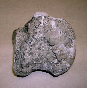 V левая плюсневая кость (задняя метаподия)  metatarsale (mt) V sin скелета трогонтериевого мамонта Mammuthus trogontherii.