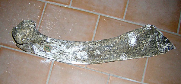 I левое ребро costa I sin передней части грудного отдела скелета самки трогонтериевого мамонта Mammuthus trogontherii.