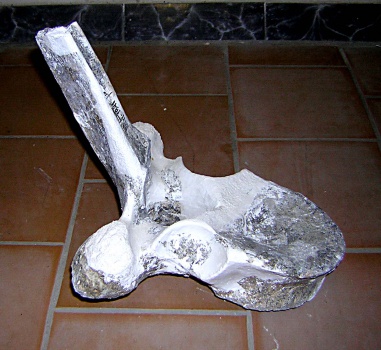 Позвонок середины грудного отдела позвоночного столба скелета самки трогонтериевого мамонта Mammuthus trogontherii из раскопа 1999 г.