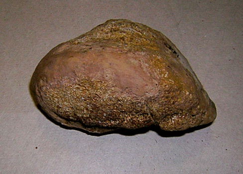 Сезамовидная кость динотерия Deinotherium giganteum Kaup.