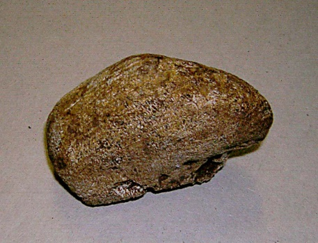 Сезамовидная кость динотерия Deinotherium giganteum Kaup.