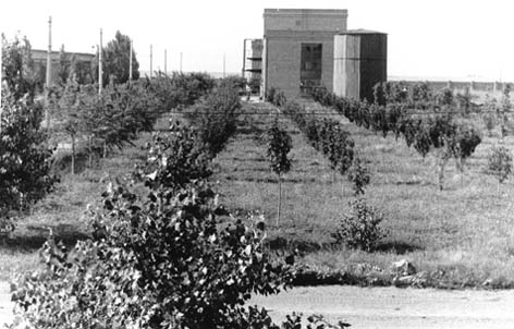 Фото. Плодовый сад  на территории Азовского оптико-механического завода.