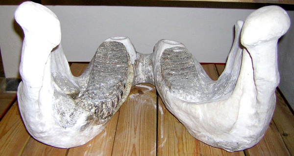 Нижняя челюсть mandibula скелета самки трогонтериевого мамонта Mammuthus trogontherii из раскопа 1999 г.