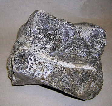 Правая головчатая кость запястья os carpale III dex (capitatum) скелета самки трогонтериевого мамонта Mammuthus trogontherii из раскопа 1999 г.