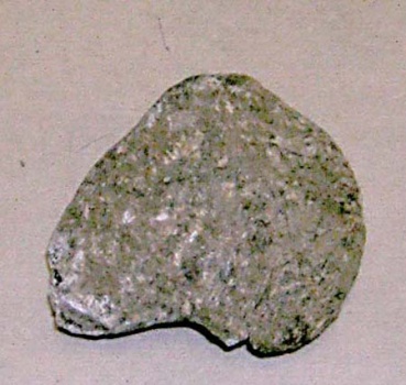 Сезамовидная кость скелета трогонтериевого мамонта Mammuthus trogontherii.