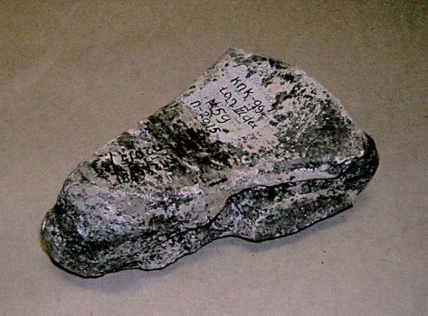 Правая латеральная клиновидная кость tarsale III dex (cineiforme laterale) скелета самки трогонтериевого мамонта Mammuthus trogontherii из раскопа 1999 г.