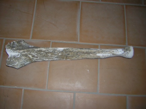 Остистый отросток грудного позвонка скелета самки трогонтериевого мамонта Mammuthus trogontherii из раскопа 1999 г.