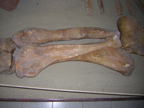 Левая локтевая кость os ulna sin динотерия Deinotherium giganteum Kaup.