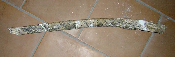 Правое ребро costa dex задней части грудного отдела скелета самки трогонтериевого мамонта Mammuthus trogontherii из раскопа 1999 г.