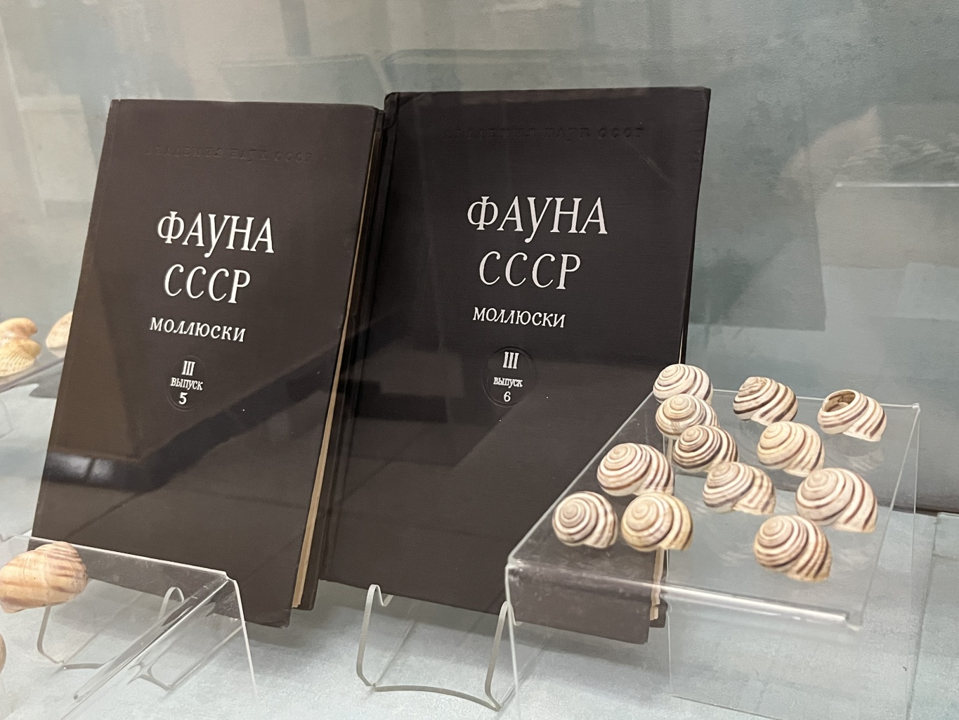 В царстве мягкотелых