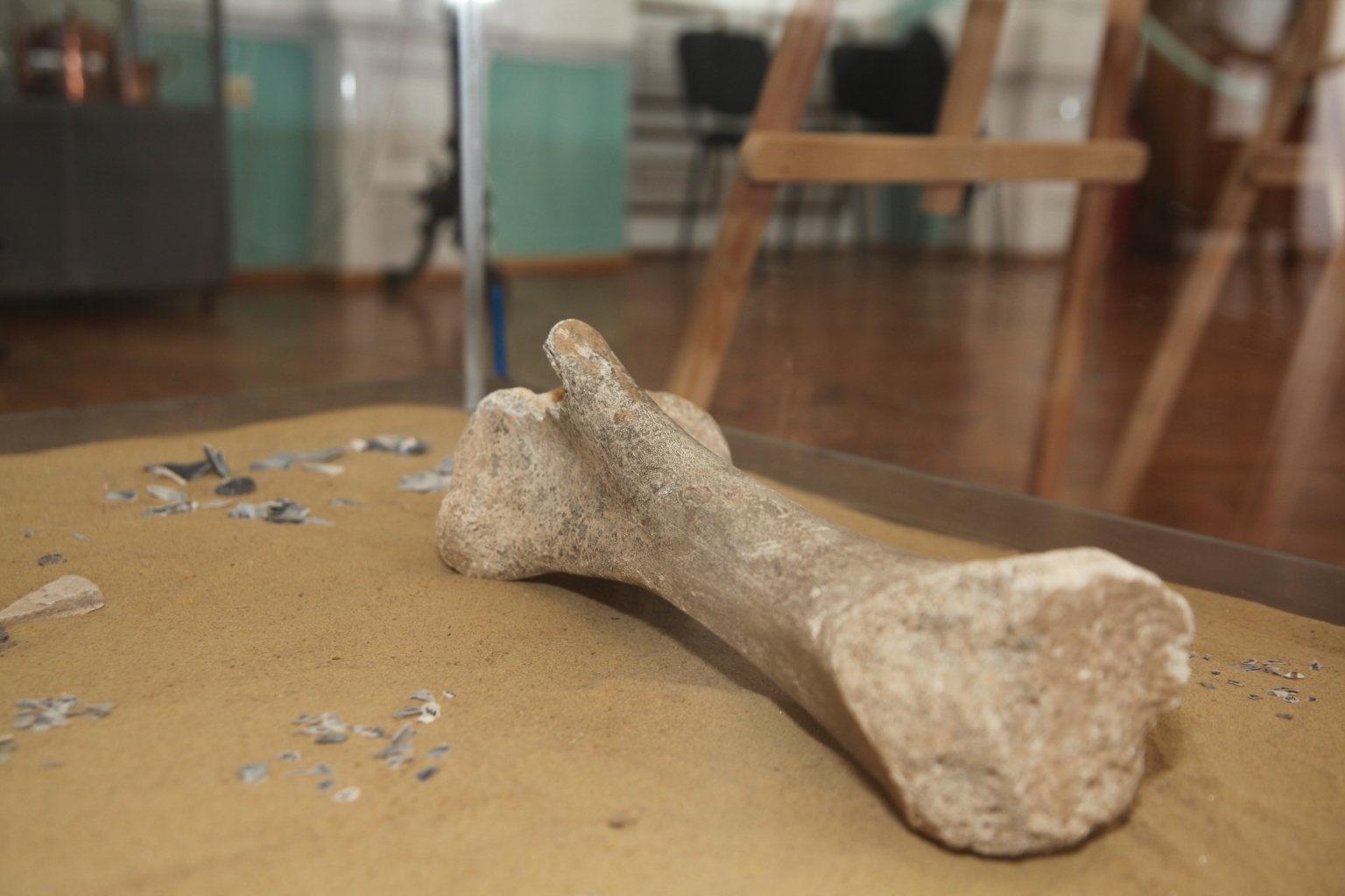 Открытие выставки «Сказ о том, как царь Петр Костенки изучал»