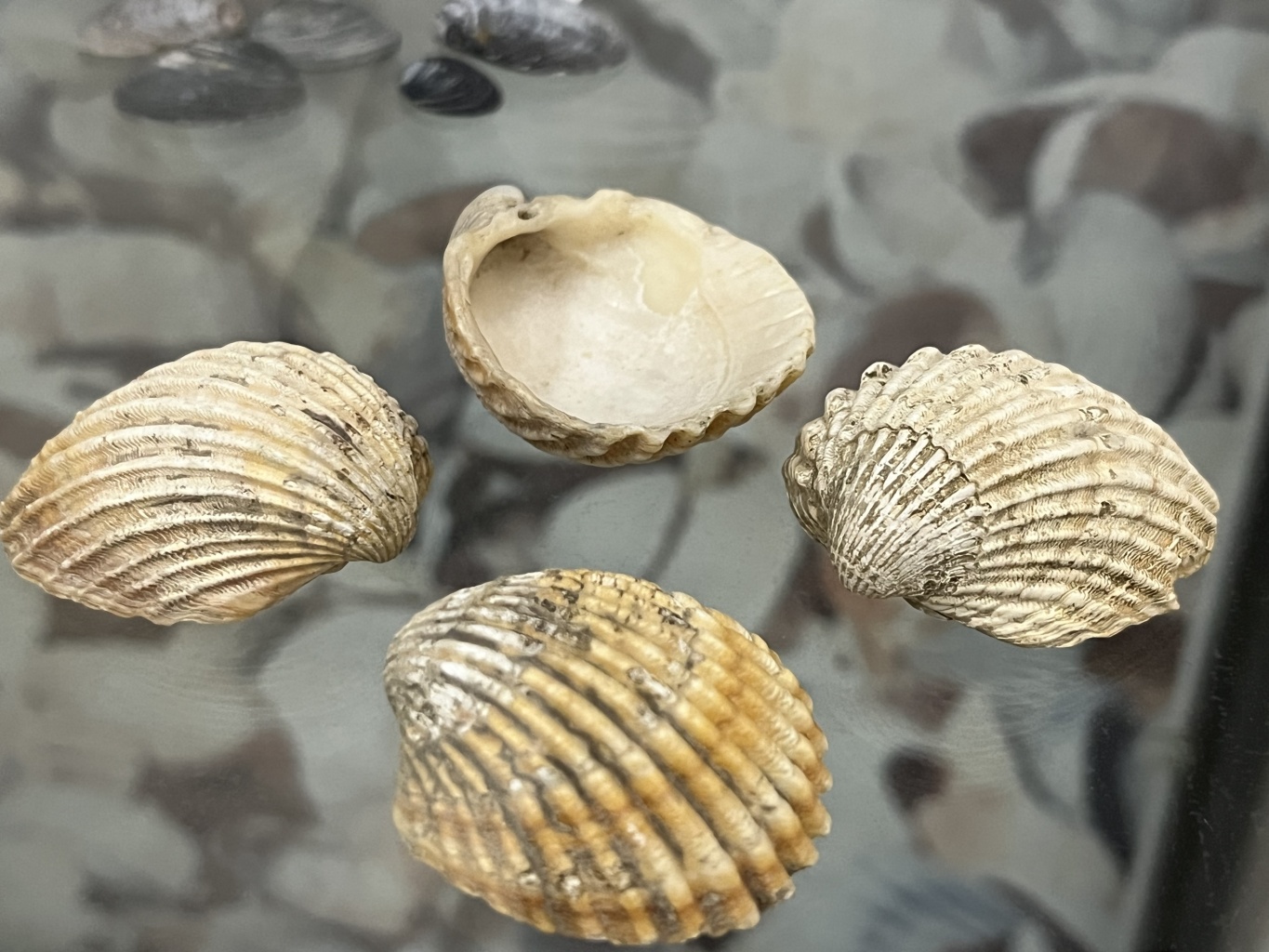 В царстве мягкотелых