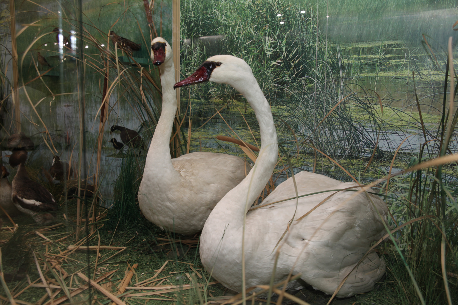 Мероприятие «Дон-батюшка великий»