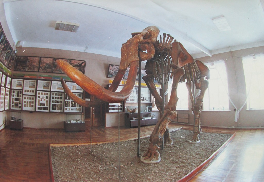 Скелет трогонтериевого мамонта в экспозиции "Природа в геологическом прошлом"
