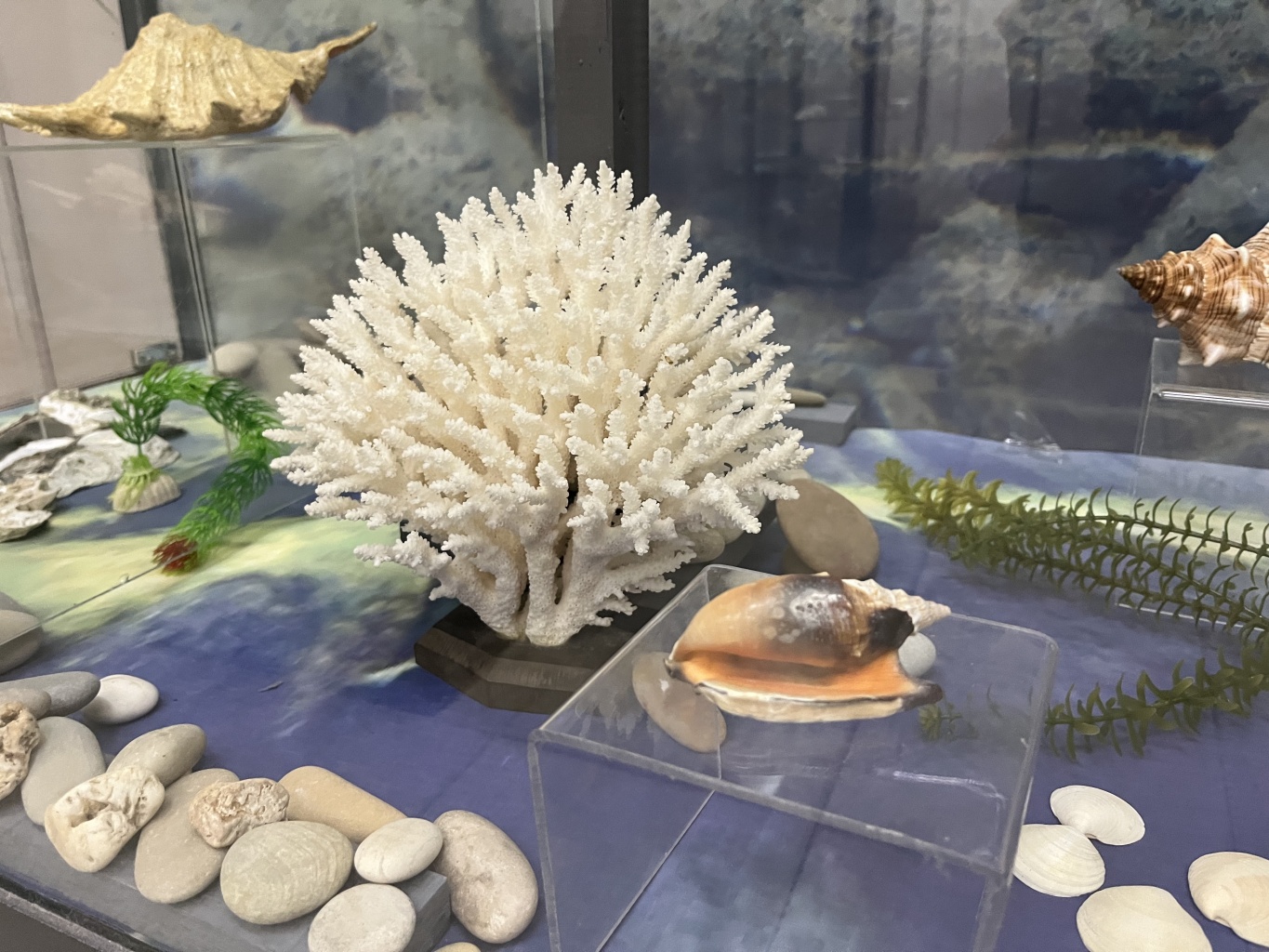 В царстве мягкотелых