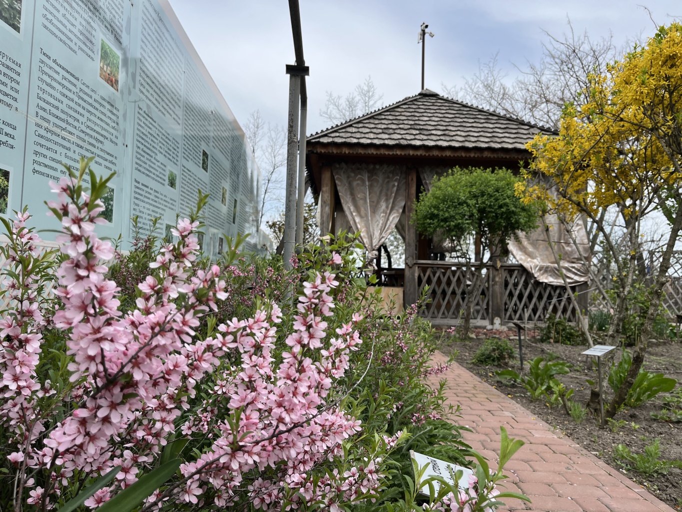 Знакомство с первоцветами в Гошпитальном саду