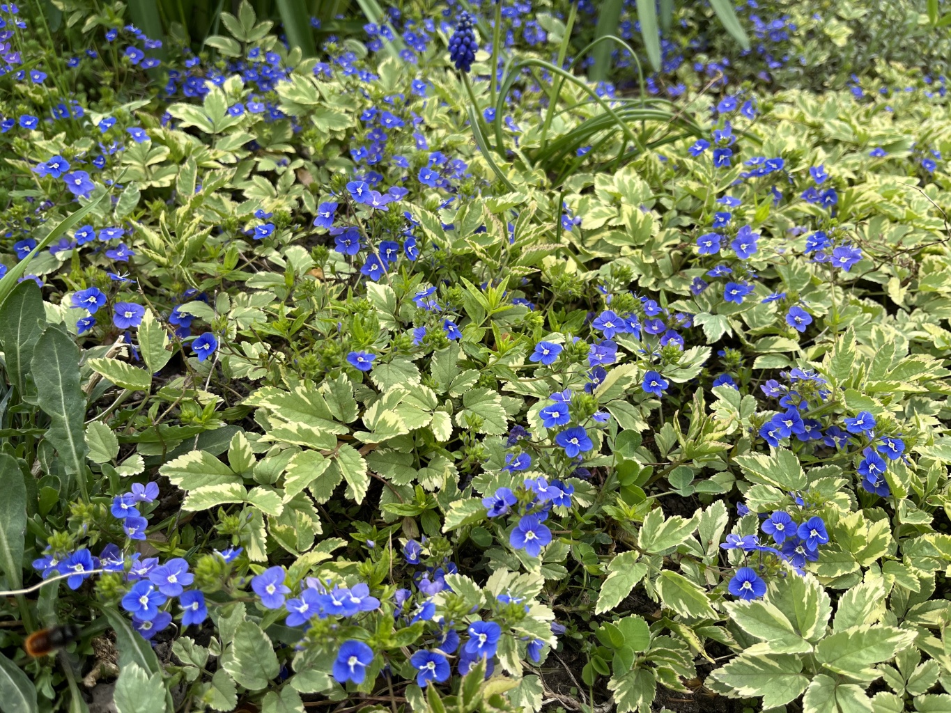 Знакомство с первоцветами в Гошпитальном саду