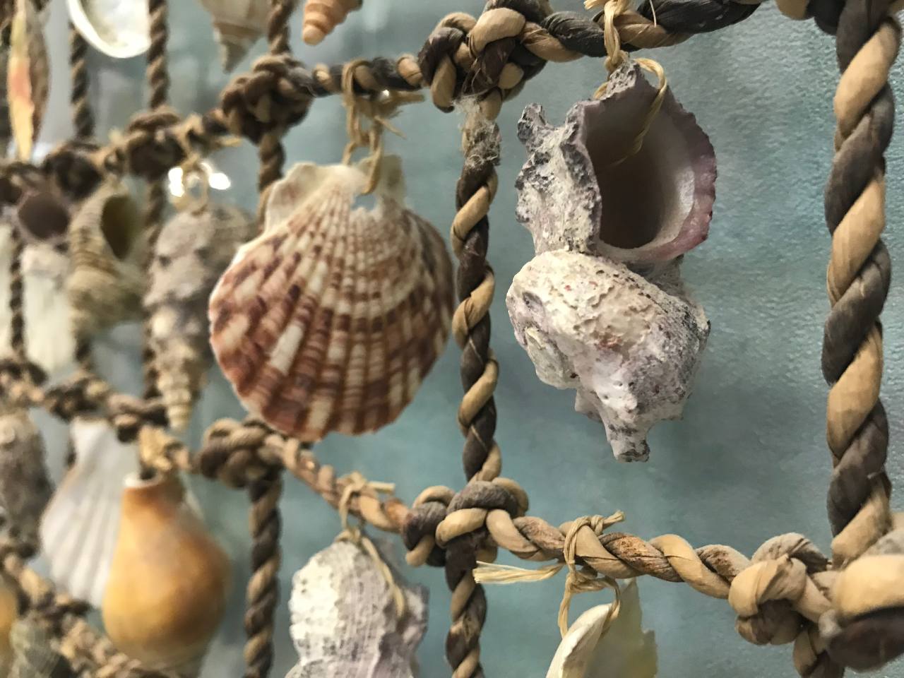 Выставка «В царстве мягкотелых»